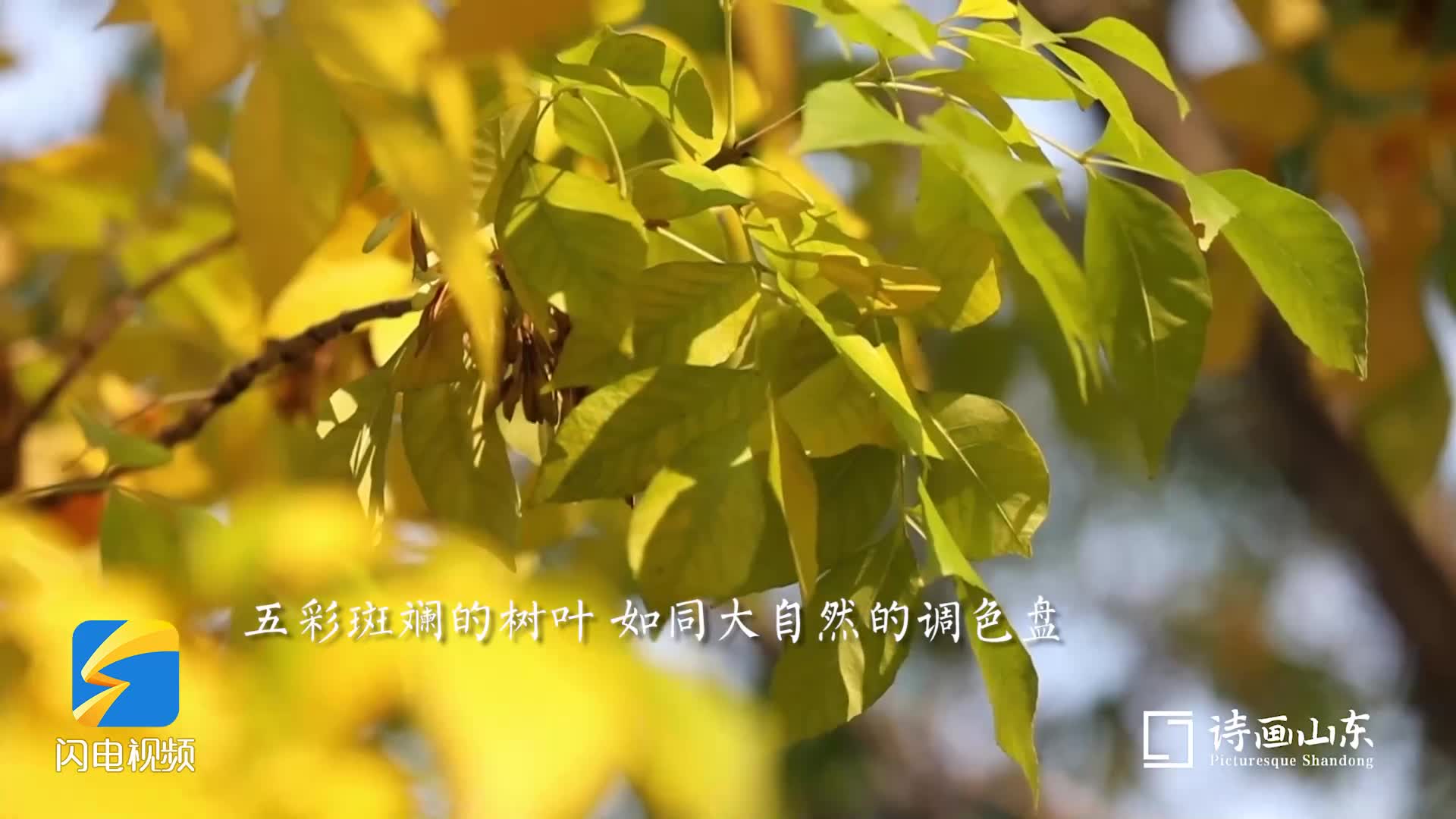诗画山东丨枣庄薛城森林公园色彩斑斓惹人醉