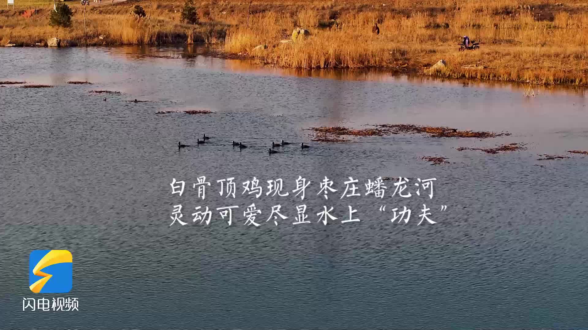 诗画山东丨白骨顶鸡现身枣庄蟠龙河 灵动可爱尽显水上“功夫”
