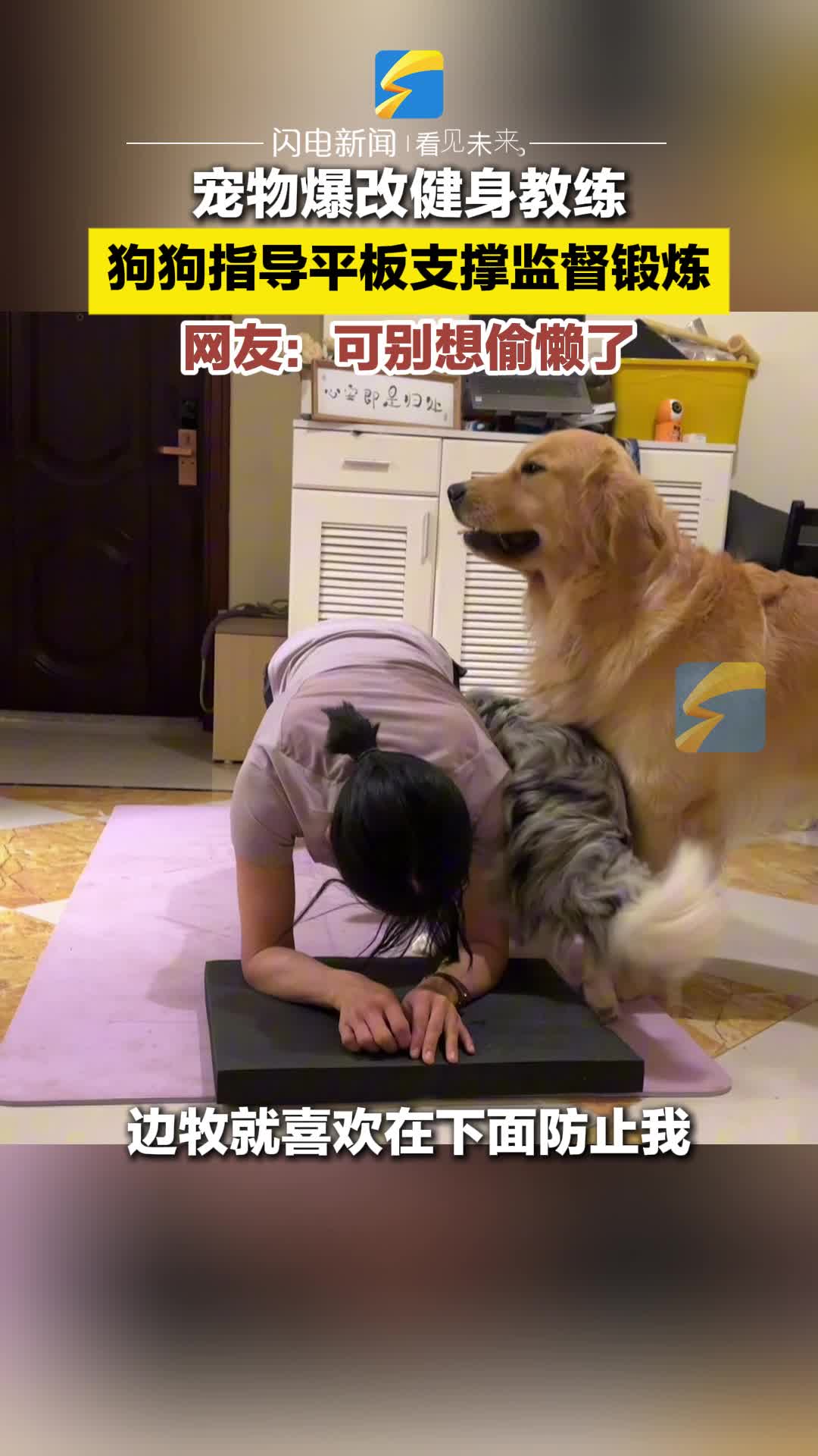 宠物爆改健身教练 狗狗指导平板支撑监督锻炼