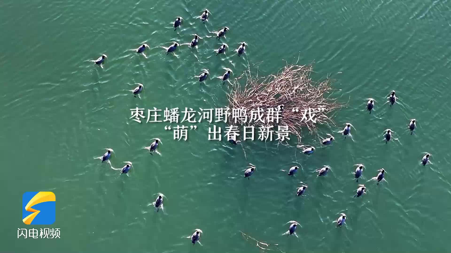 诗画山东丨枣庄：野鸭成群“戏” “萌”出春日新景