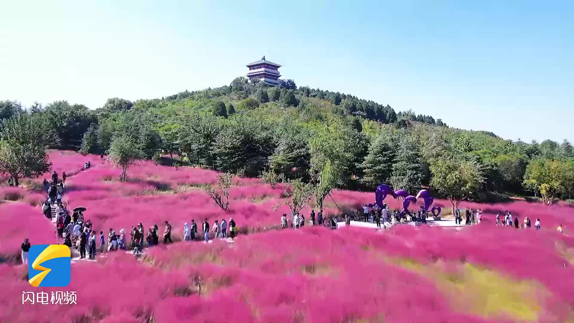 徜徉“粉色海洋” 枣庄这个公园的粉黛乱子草进入最佳观赏期