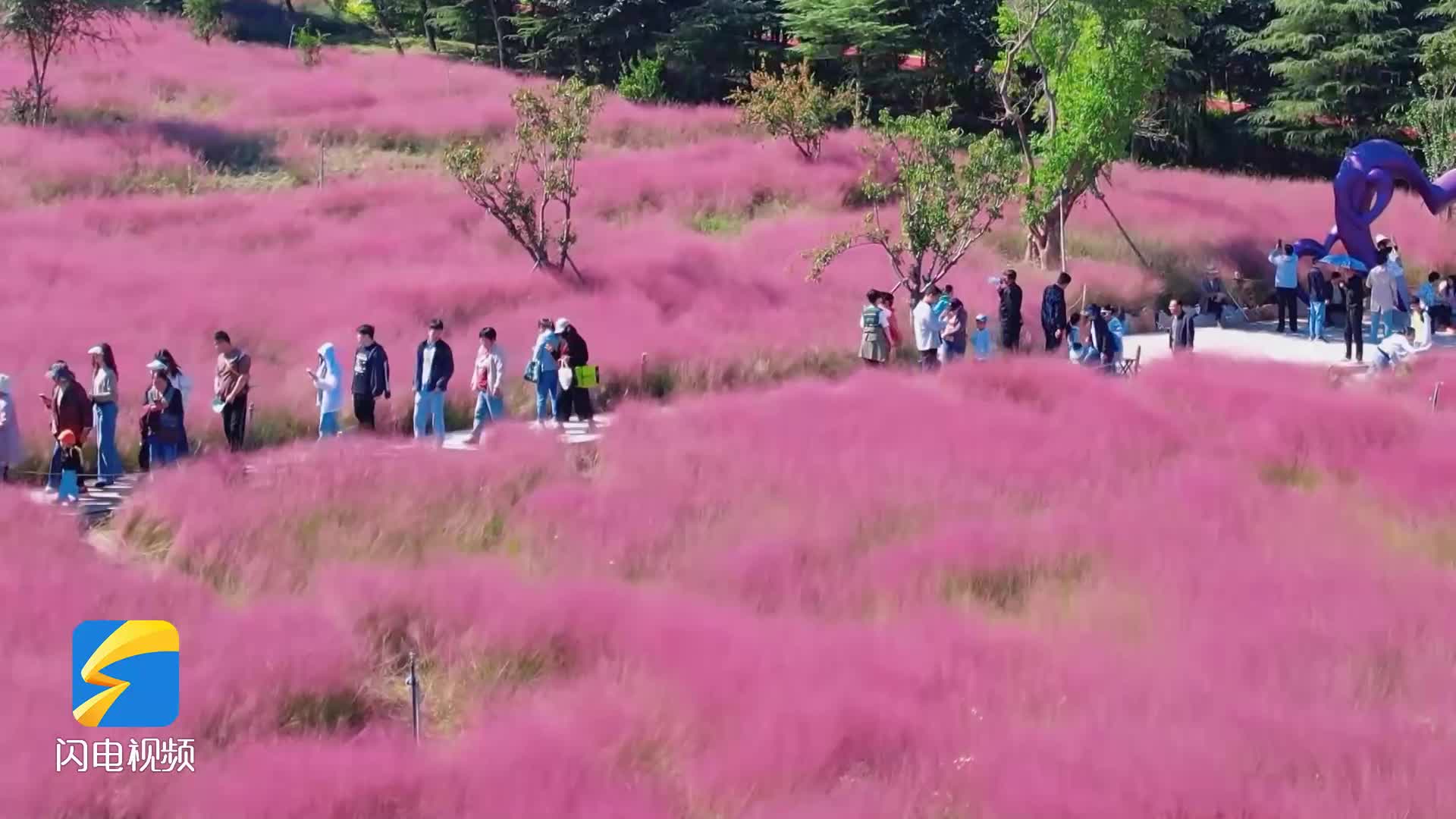 诗画山东丨枣庄：粉黛乱子草绽放 游客徜徉“粉色海洋”