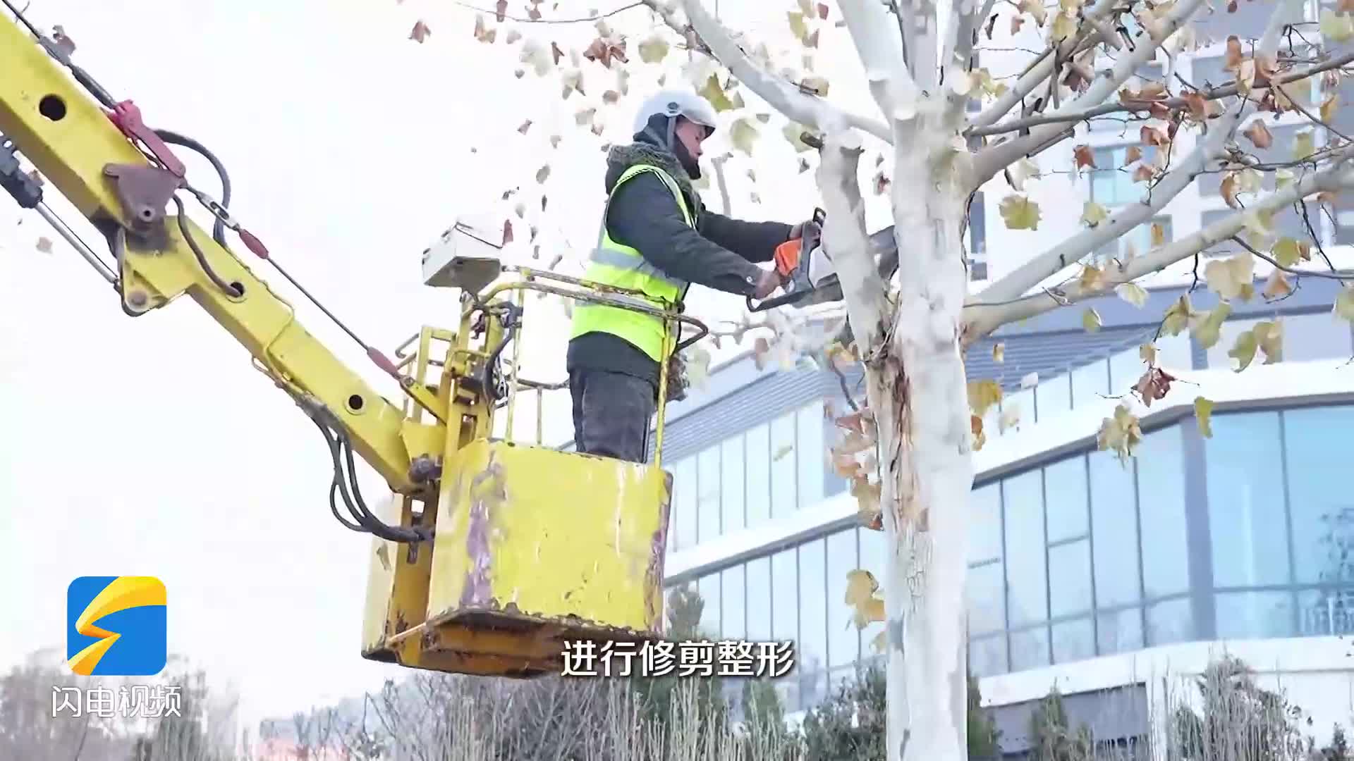 枣庄薛城开展树木修剪工作 提升城市整体形象