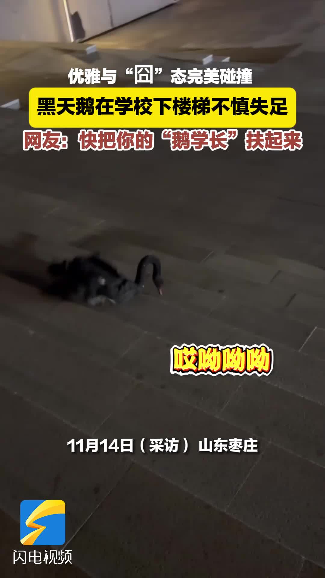 黑天鹅在学校楼梯上演意外“囧”态 优雅与意外碰撞成趣
