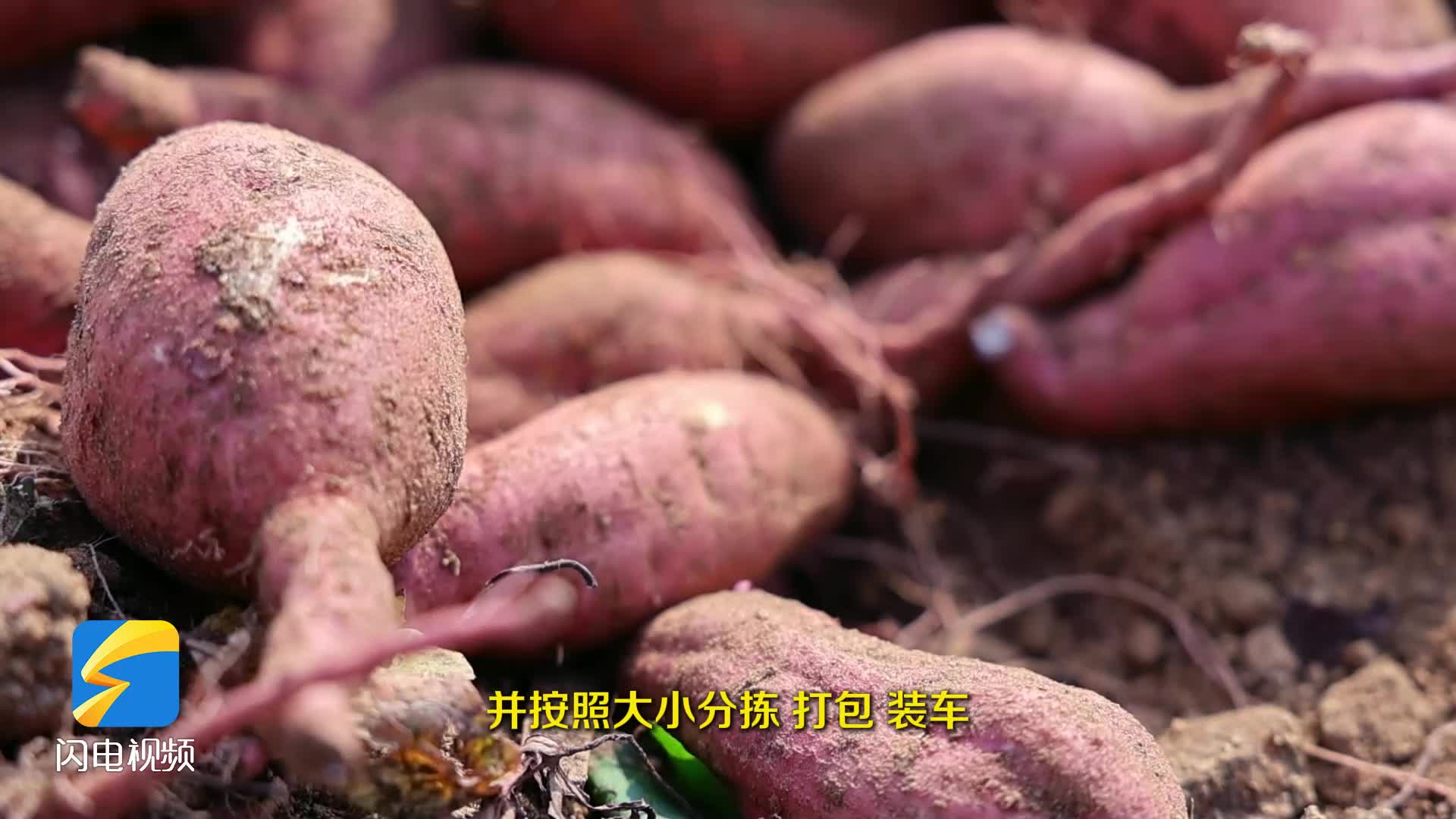枣庄山亭15万亩红薯迎丰收 田间地头一片好“丰”景