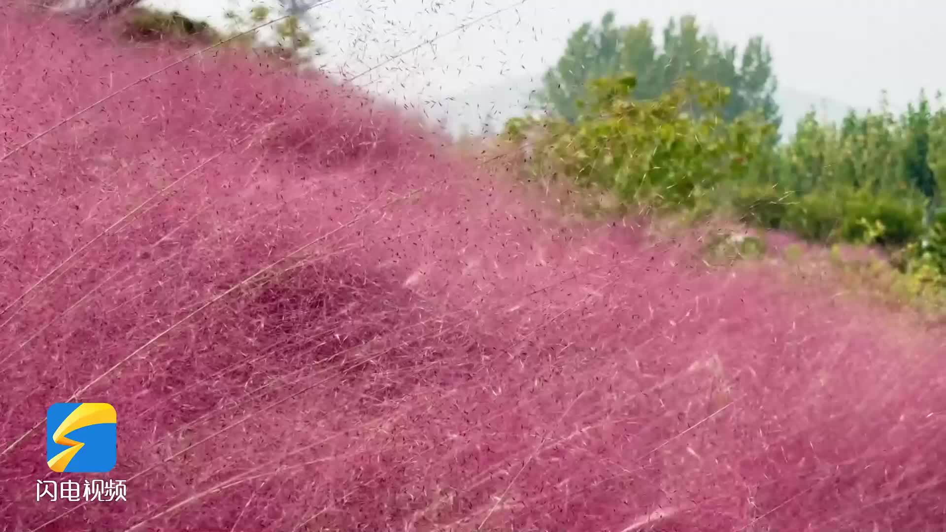 枣庄凤凰绿道粉黛乱子草梦幻绽放 开启秋日“粉色浪漫”