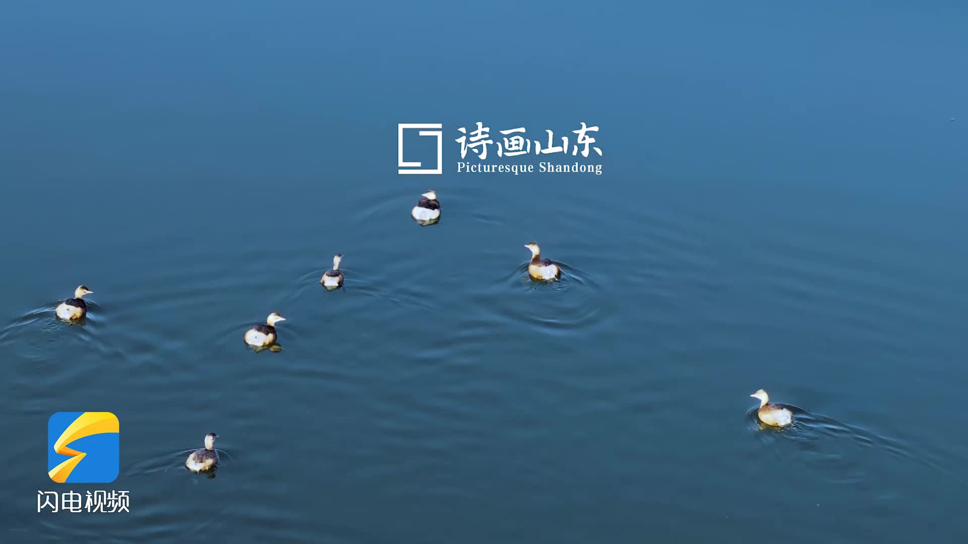 诗画山东丨冬日枣庄蟠龙河生态美 成群野鸭来“落户”
