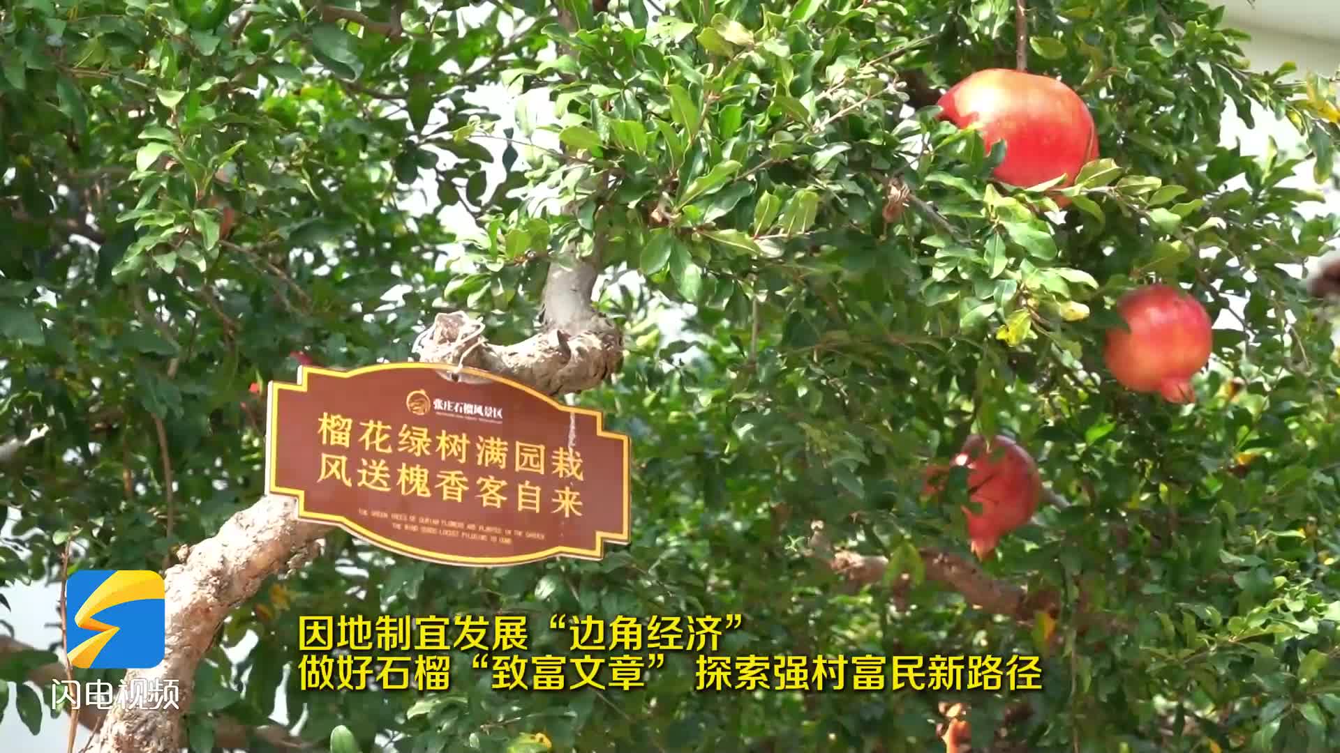 枣庄薛城：发展“边角经济” 做活“石榴 ”文章