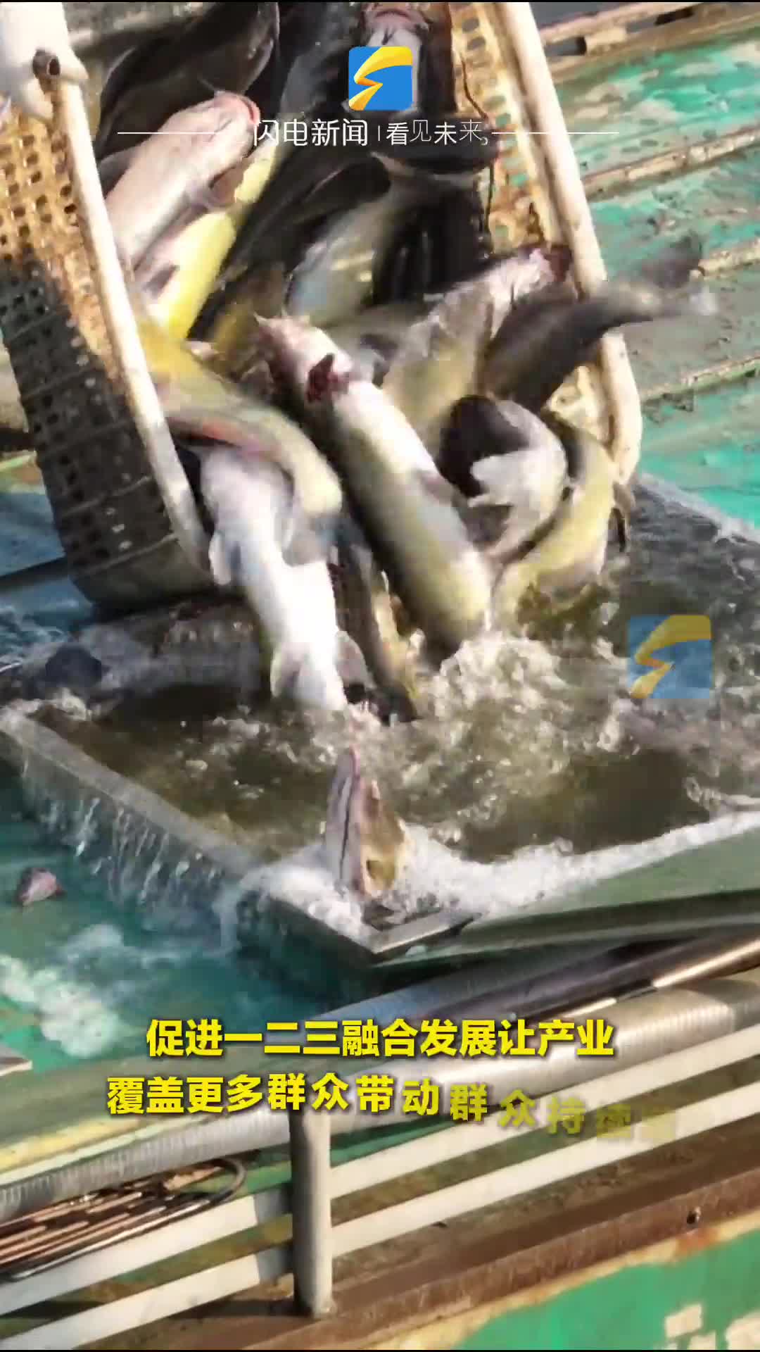 喊号子 拉渔网 捕鱼啦！峄城区底阁镇鱼塘冬捕现场 一网下去三四万斤！