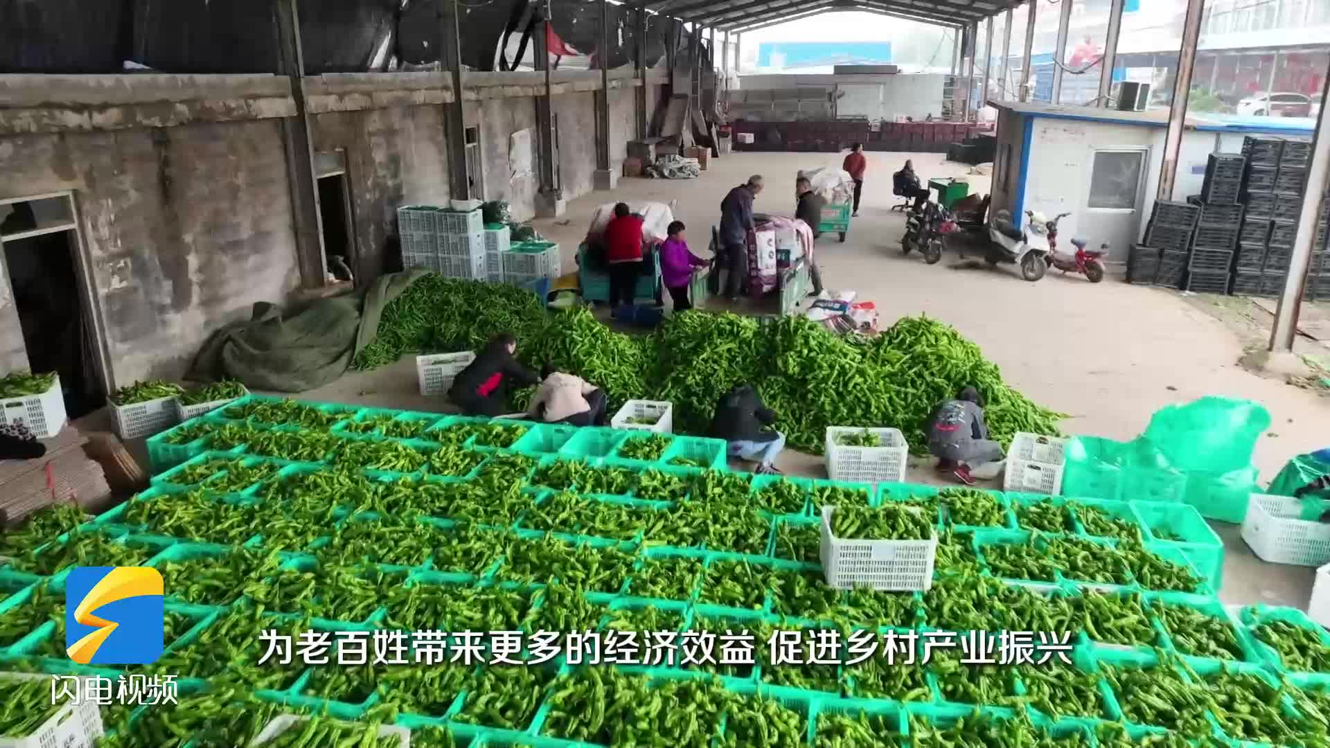 枣庄：订单辣椒采摘忙 产销齐奏“椒”响乐