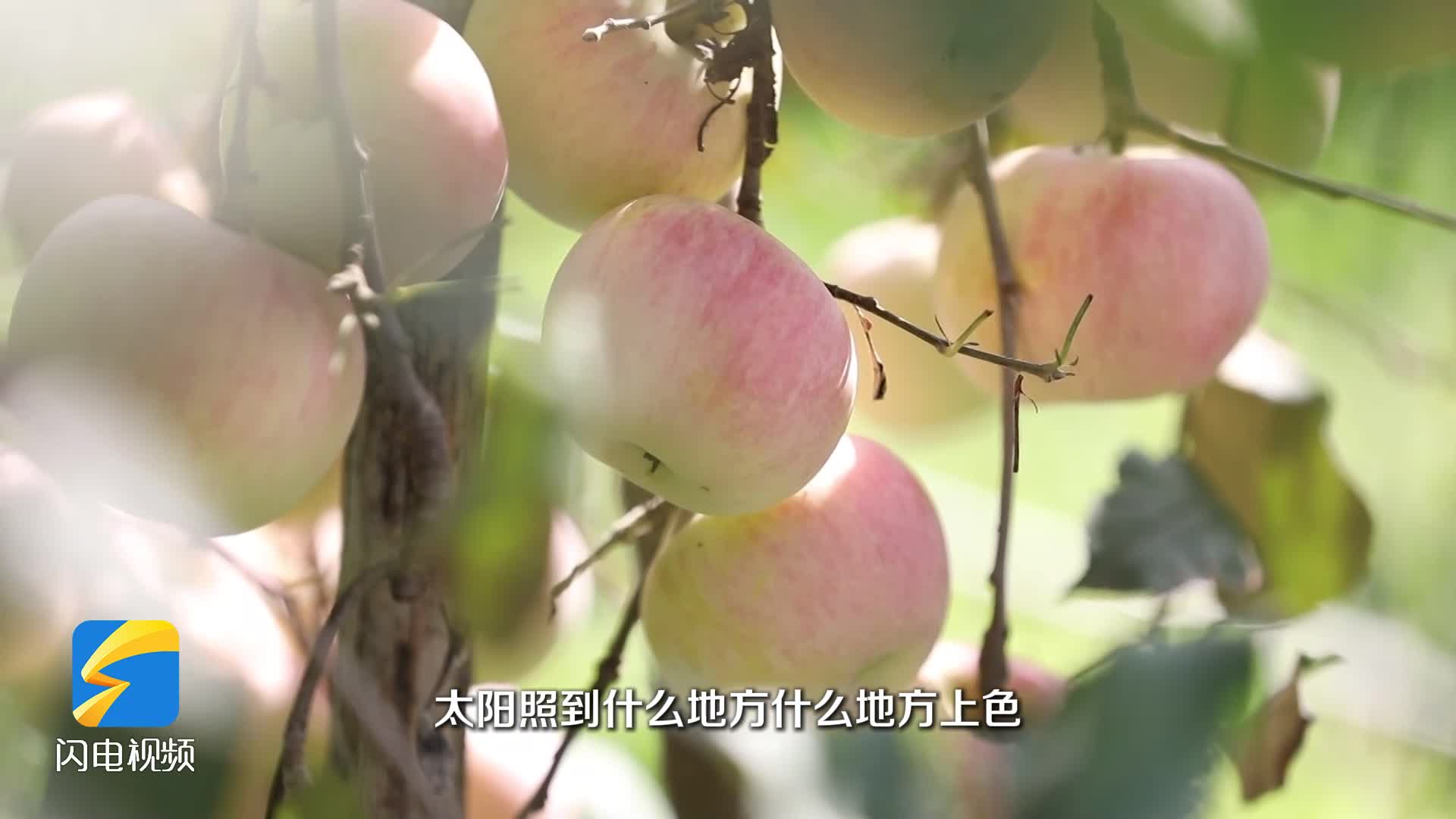 果香阵阵溢满园 枣庄薛城富硒苹果喜迎丰收