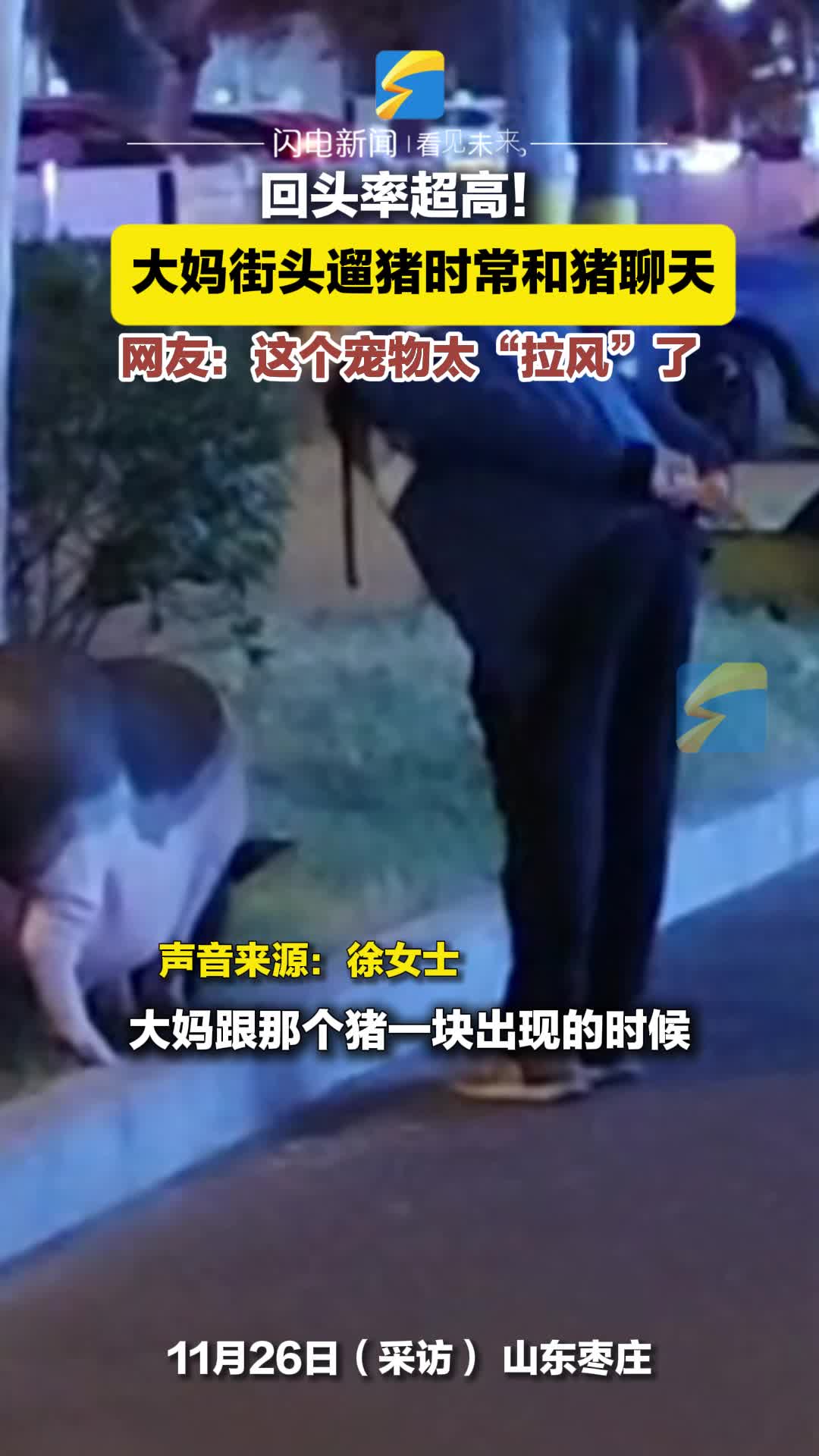 大妈街头遛猪时常和猪聊天 网友：这个宠物太“拉风”了