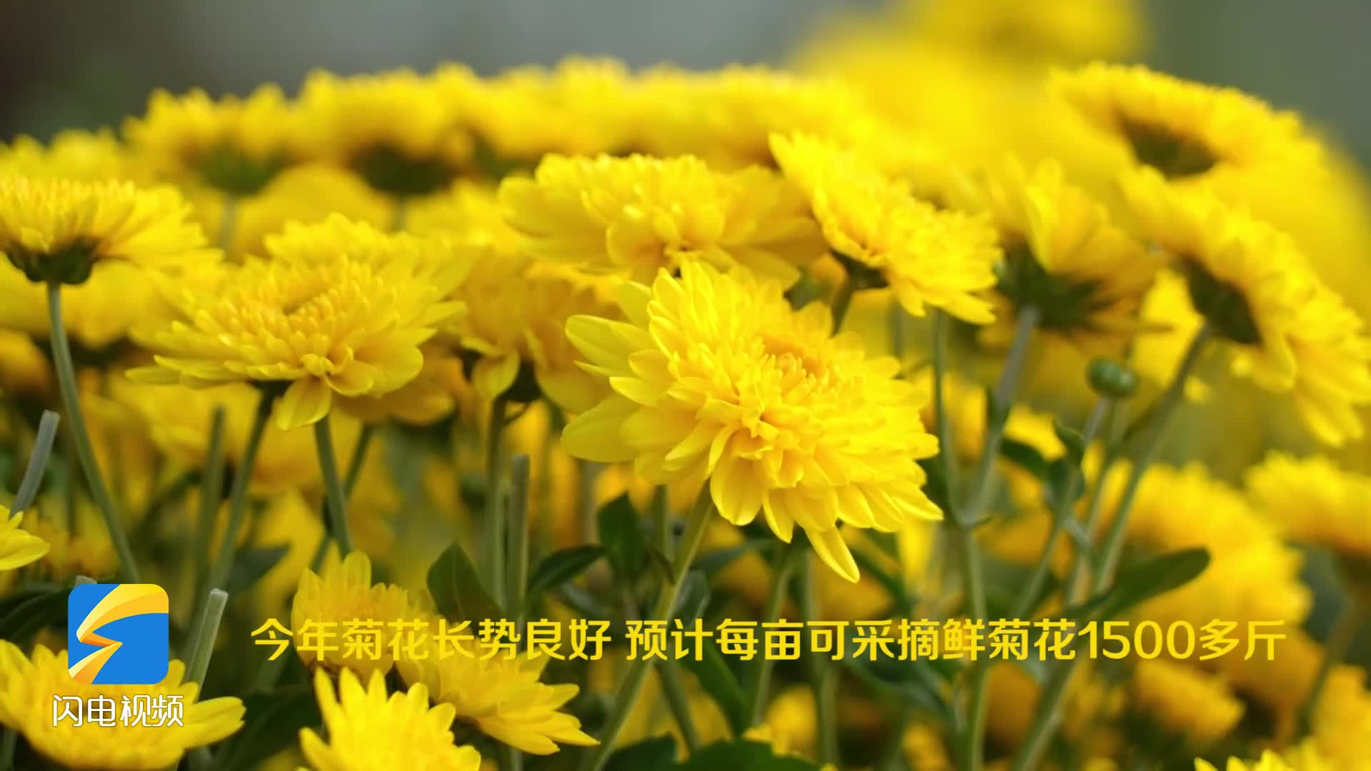 枣庄薛城：金菊飘香采摘忙 特色产业助增收