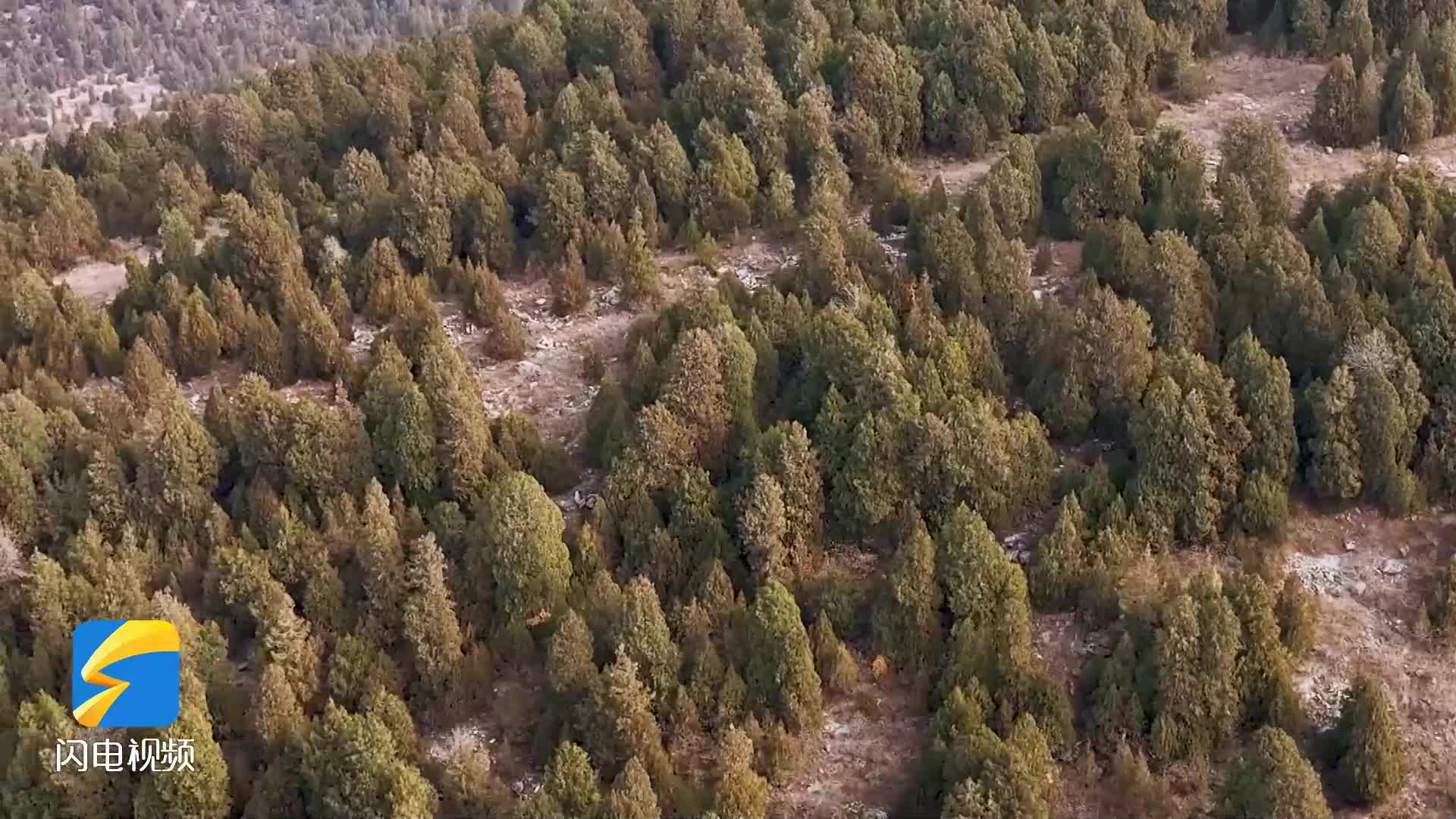 褪绿着黄 冬日枣庄漫山松林“换装秀”惹人醉