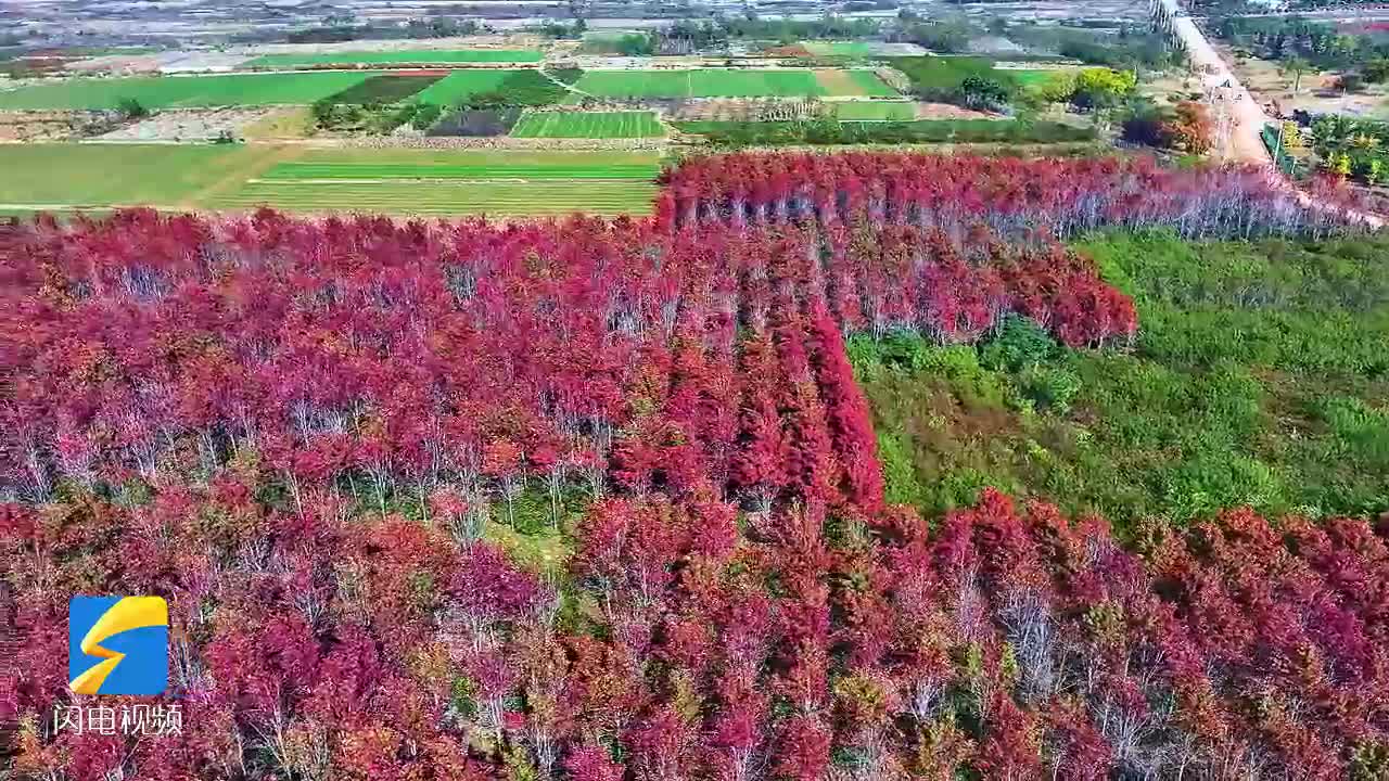 枣庄：灵芝湖畔 “枫”景美
