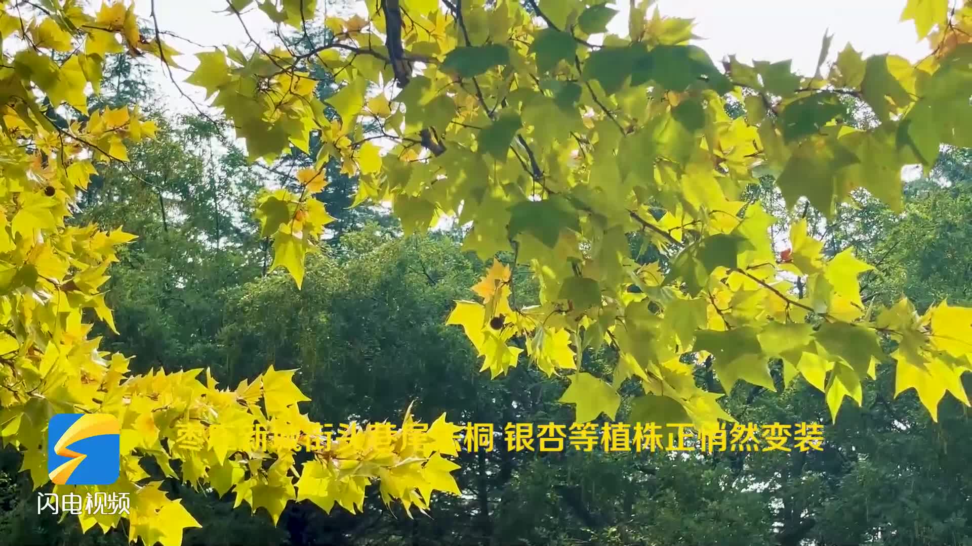 秋风秋景秋意浓 枣庄新城绚烂秋色惹人醉