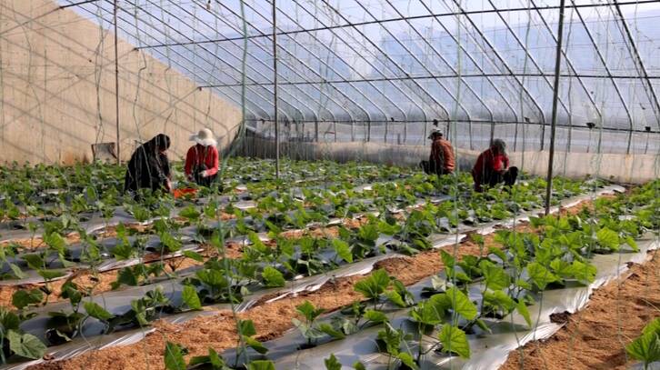 滕州：技术赋能助力农业做大做强