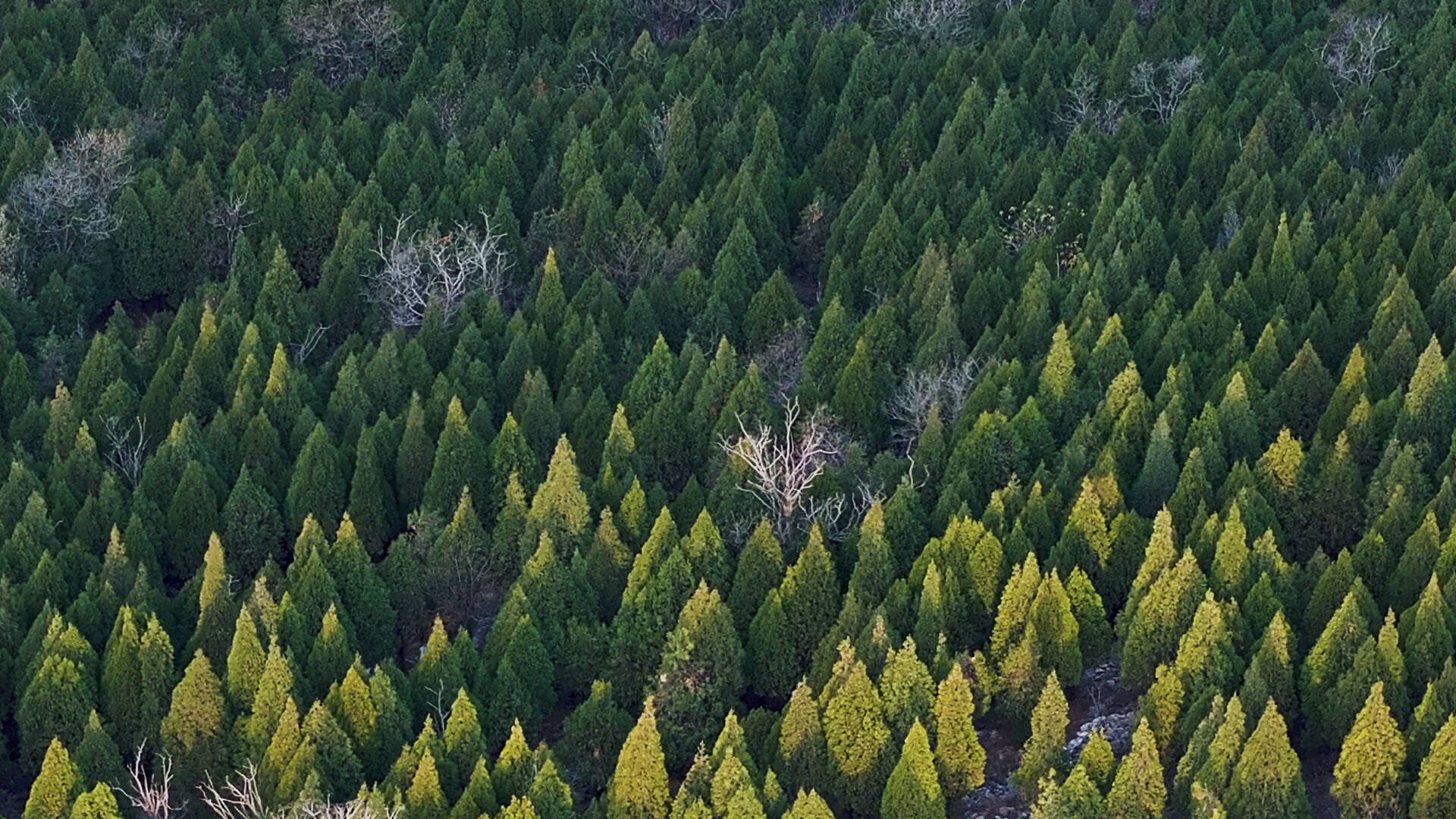 诗画山东丨千亩松柏叶苍翠 枣庄袁寨山初冬美景醉游人