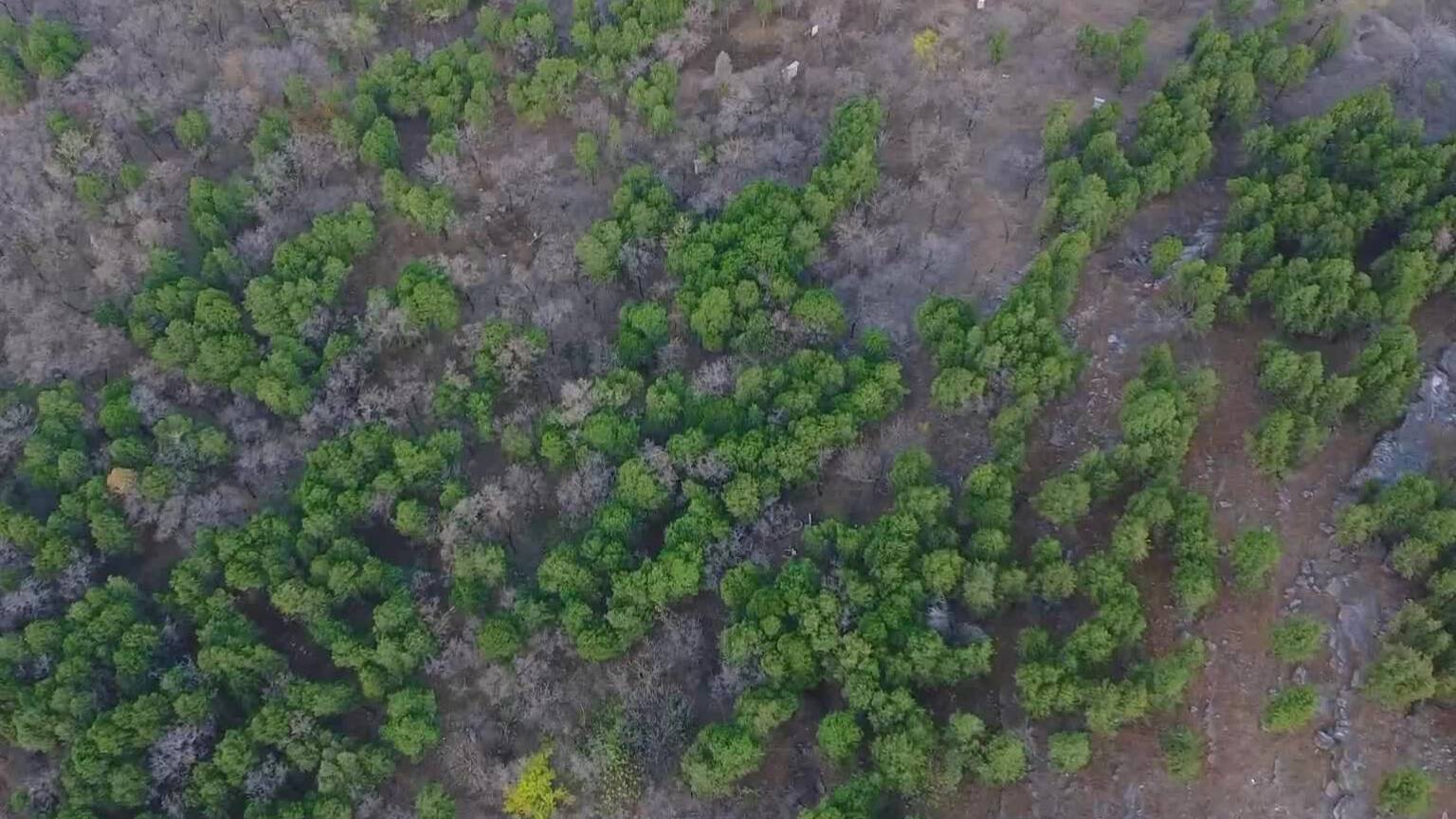 诗画山东｜枣庄凤凰山料峭轻寒 片片“翠绿”醉初冬