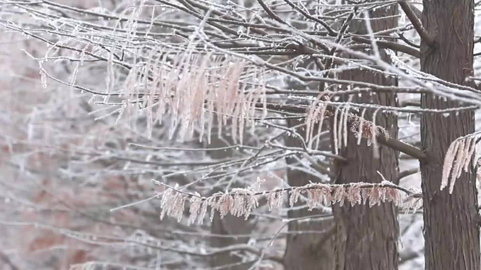 诗画山东｜枣庄台儿庄惊现雾凇景观 “雪树银花”美如画