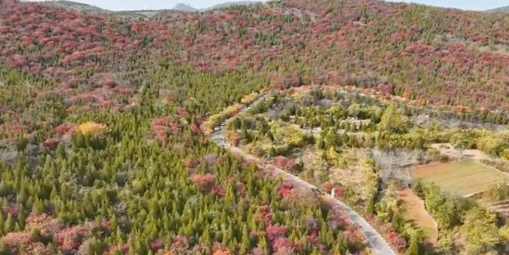 枣庄牛郎山漫山红遍 层林尽染绝美画卷