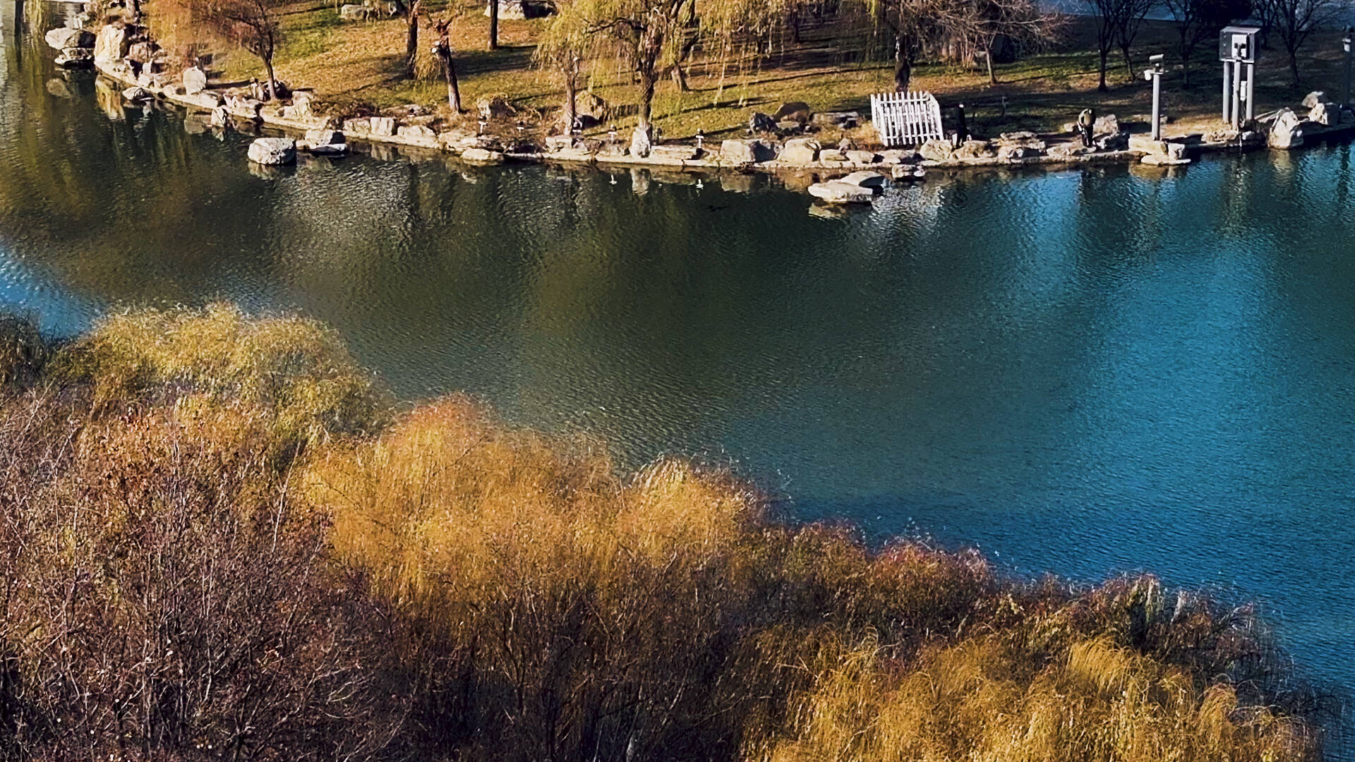 诗画山东｜枣庄：碧波芦苇景色美 满目金黄令人醉