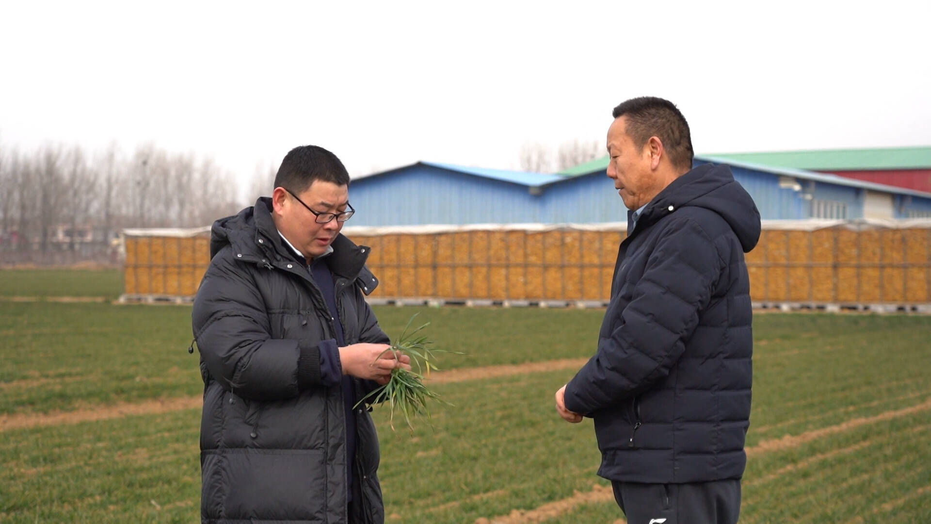 枣庄：农技专家御寒支“暖招” 确保粮食安全蔬菜稳产