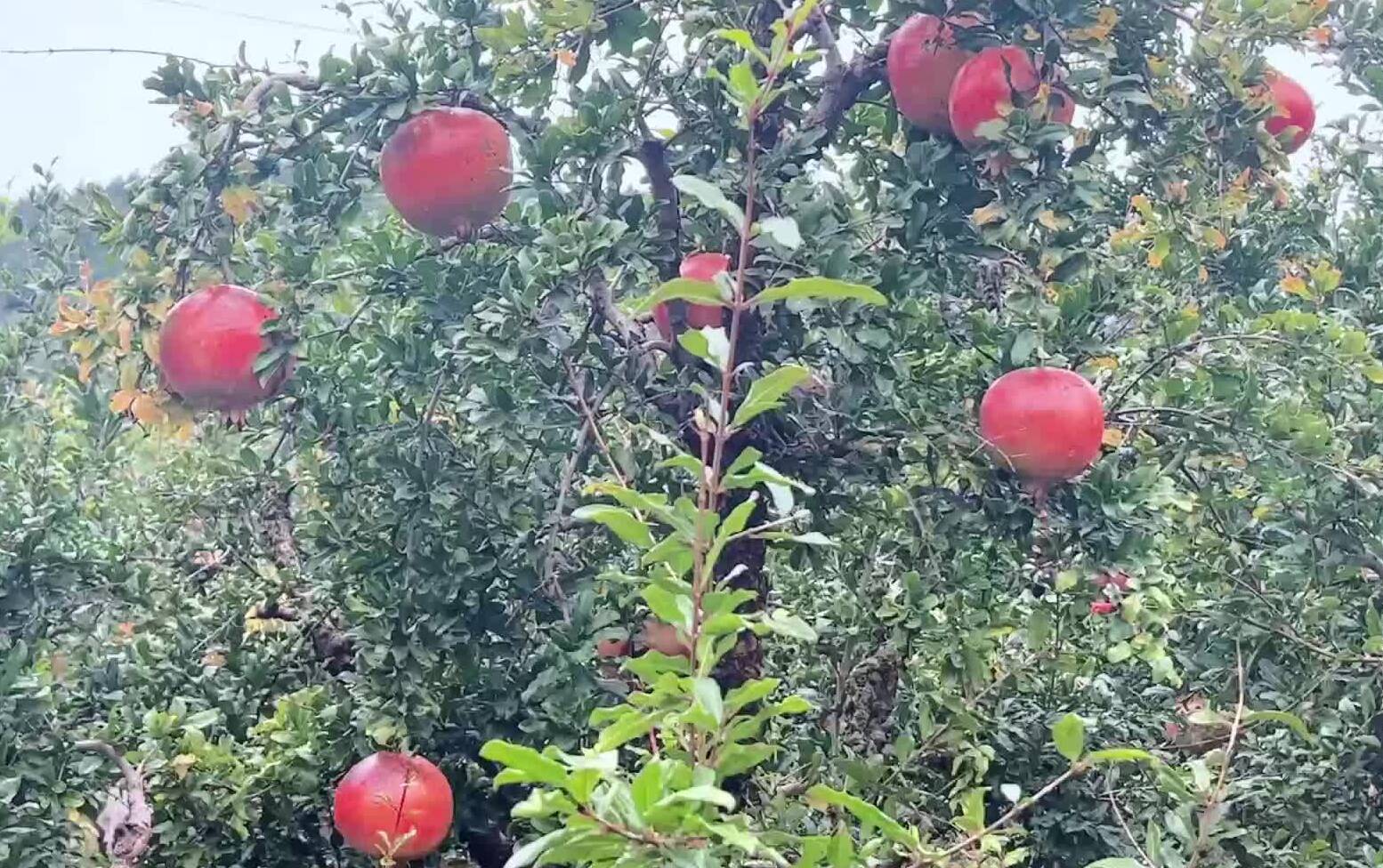 寒露至秋意浓 枣庄石榴采收忙