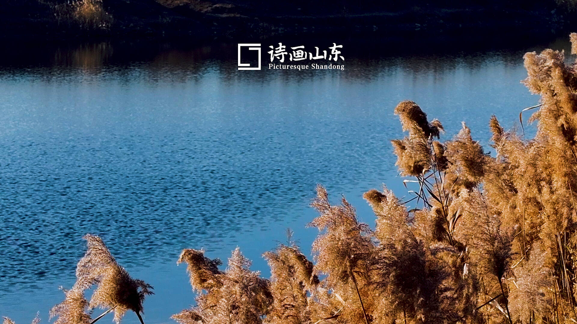 诗画山东丨枣庄：一河碧水生态美 芦苇荡里惹人醉