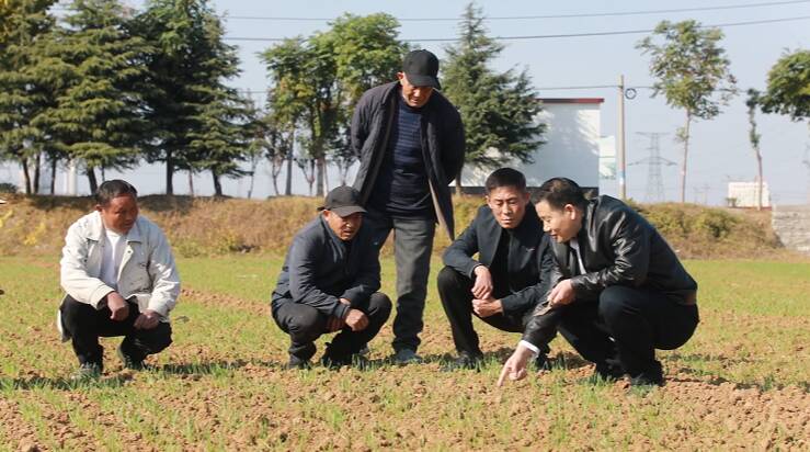 枣庄市市中区：加强田间管理 保障农作物安全越冬