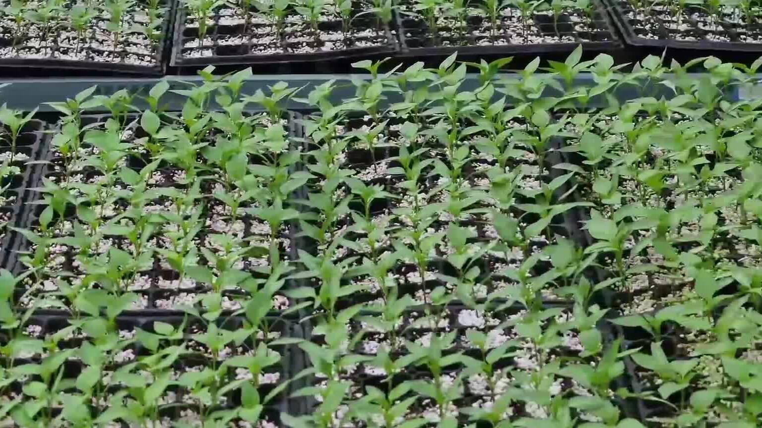 枣庄西王庄镇壮大蔬菜产业 科技赋能助力提档升级