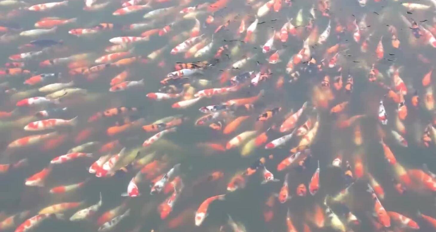 枣庄峄城锦鲤销售走俏  “游”出浓浓年味儿