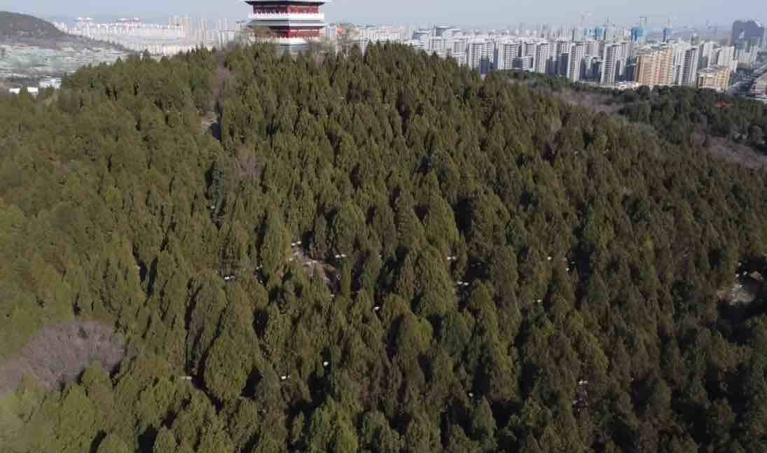 诗画山东 | 枣庄龟山公园宁静淡雅 冬日静谧入眼成画