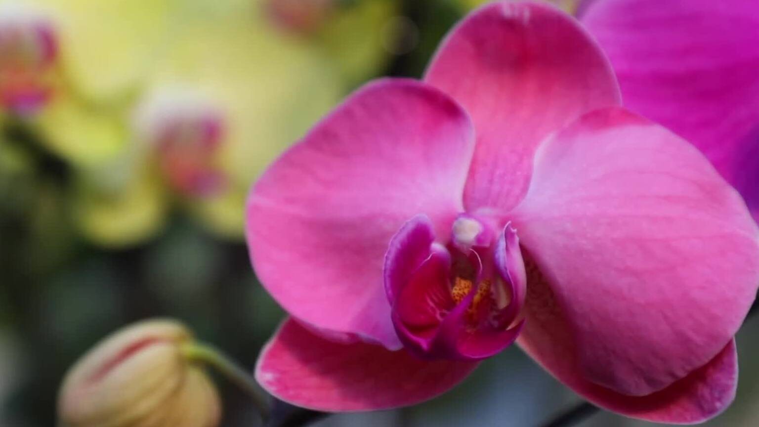 枣庄年宵花盛装上市 点燃花样“年经济”