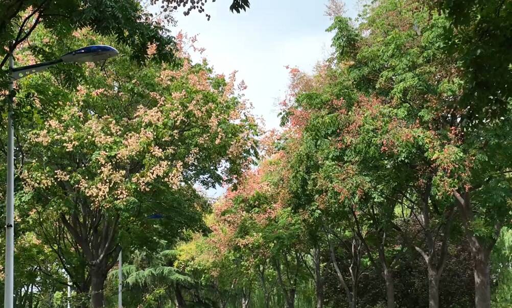 秋意渐浓！枣庄台儿庄的栾树花果“炫起了渐变色”