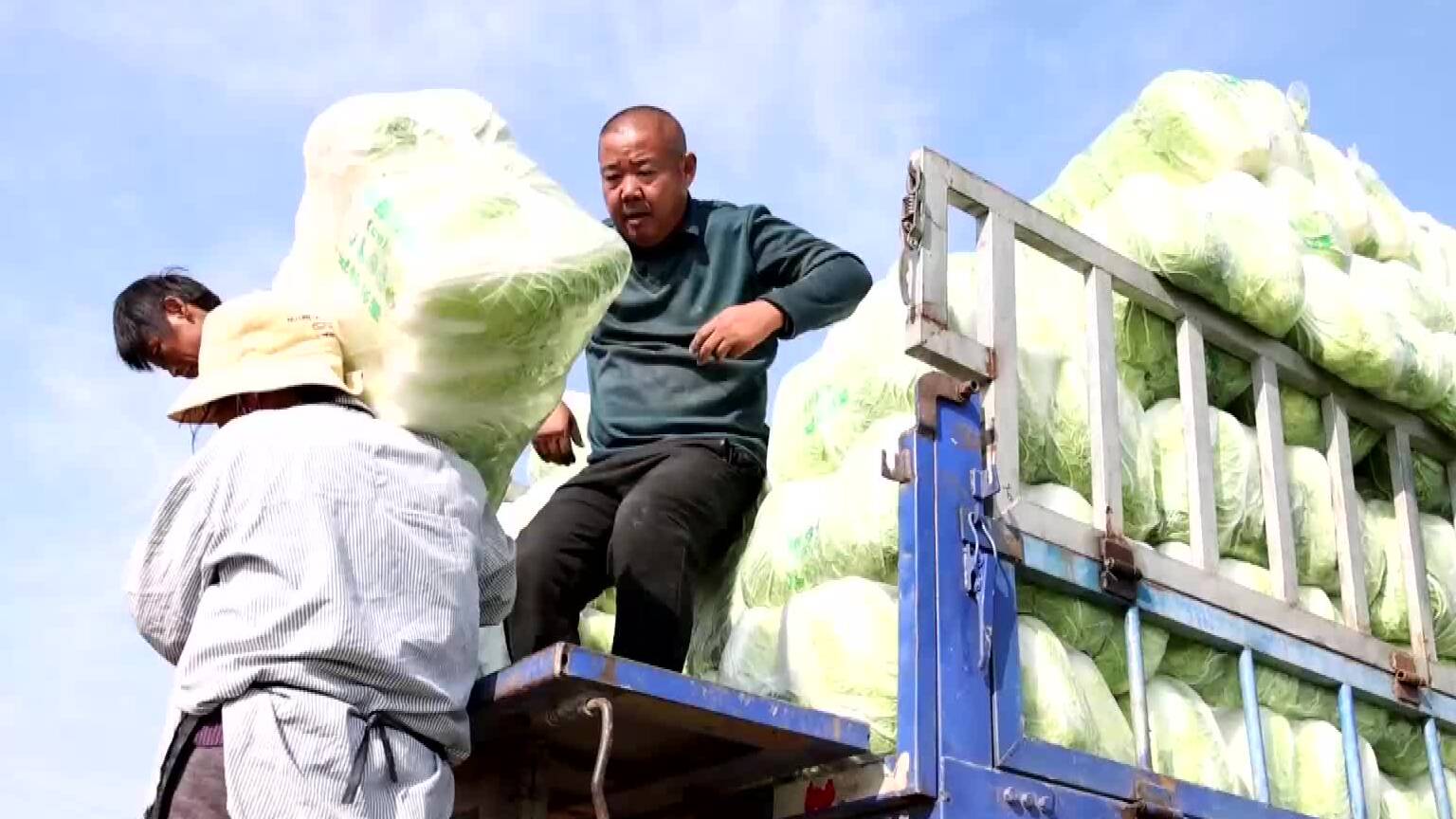 一亩地能卖两千元  滕州大白菜成村民致富“香饽饽”