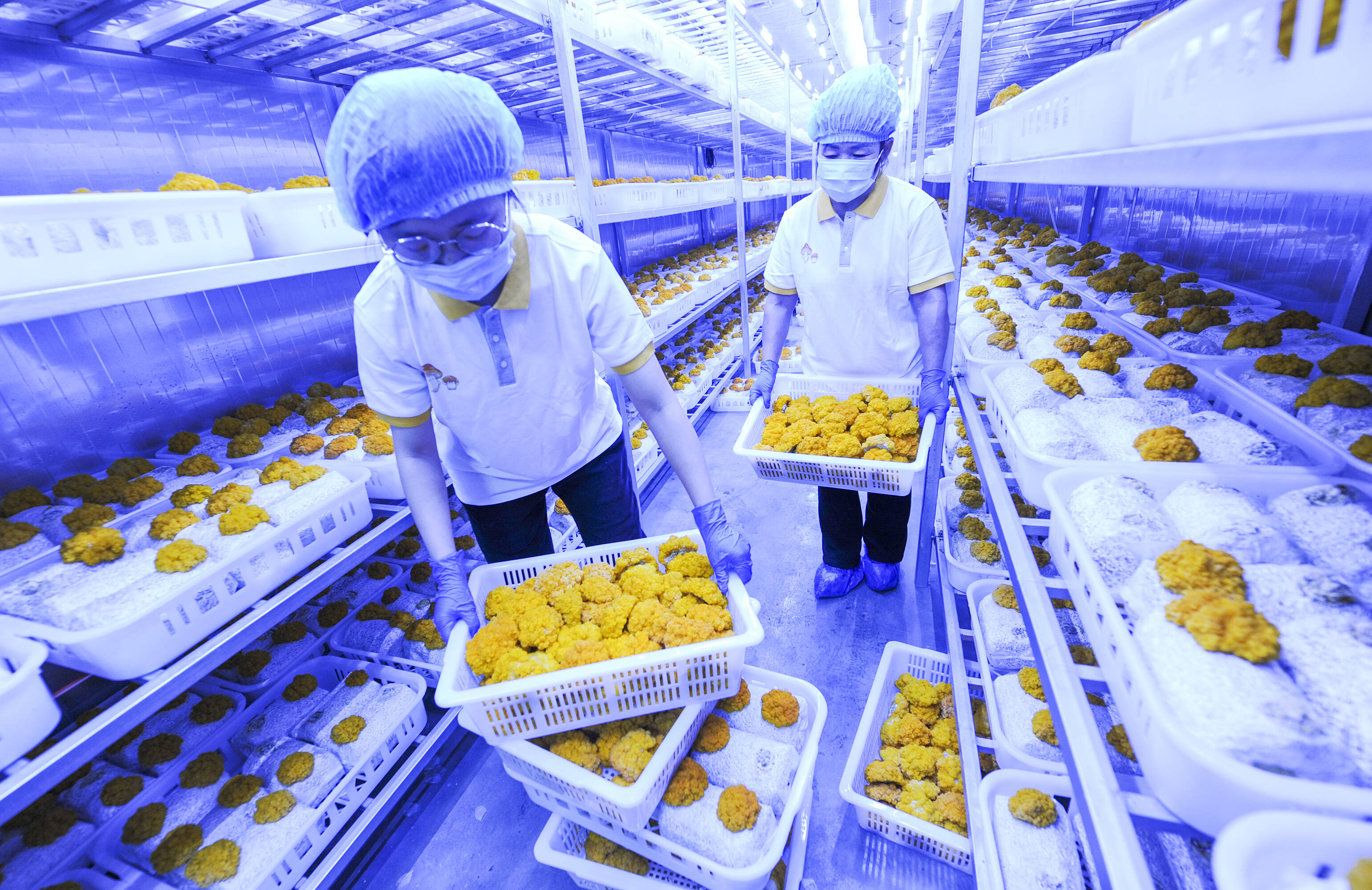 组图丨枣庄薛城金耳菌进入采摘期 菌农收获“金色希望