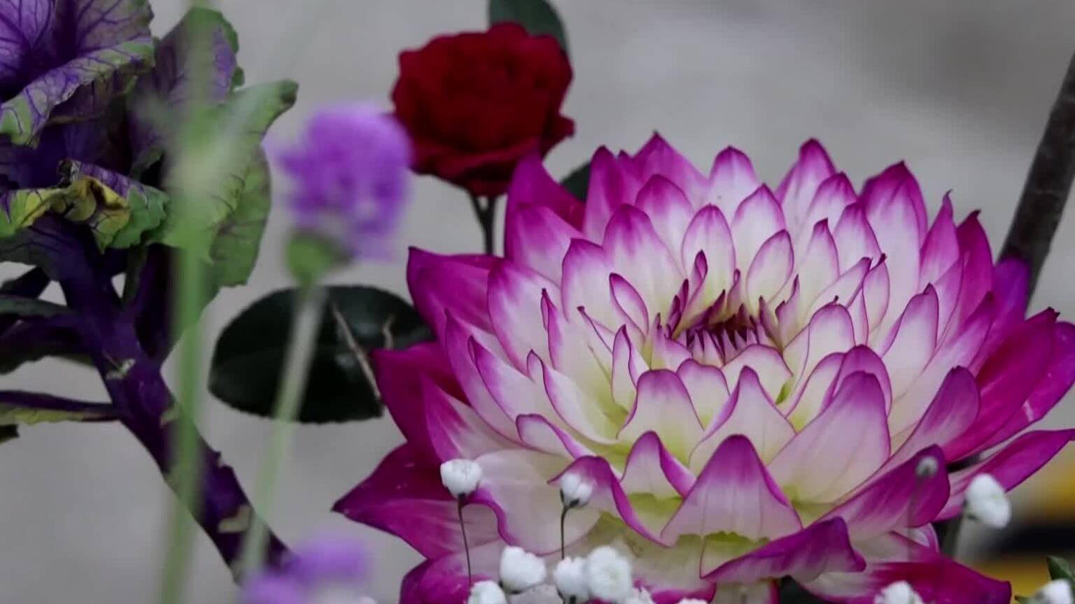 滕州迎春插花展开启文化“花”宴